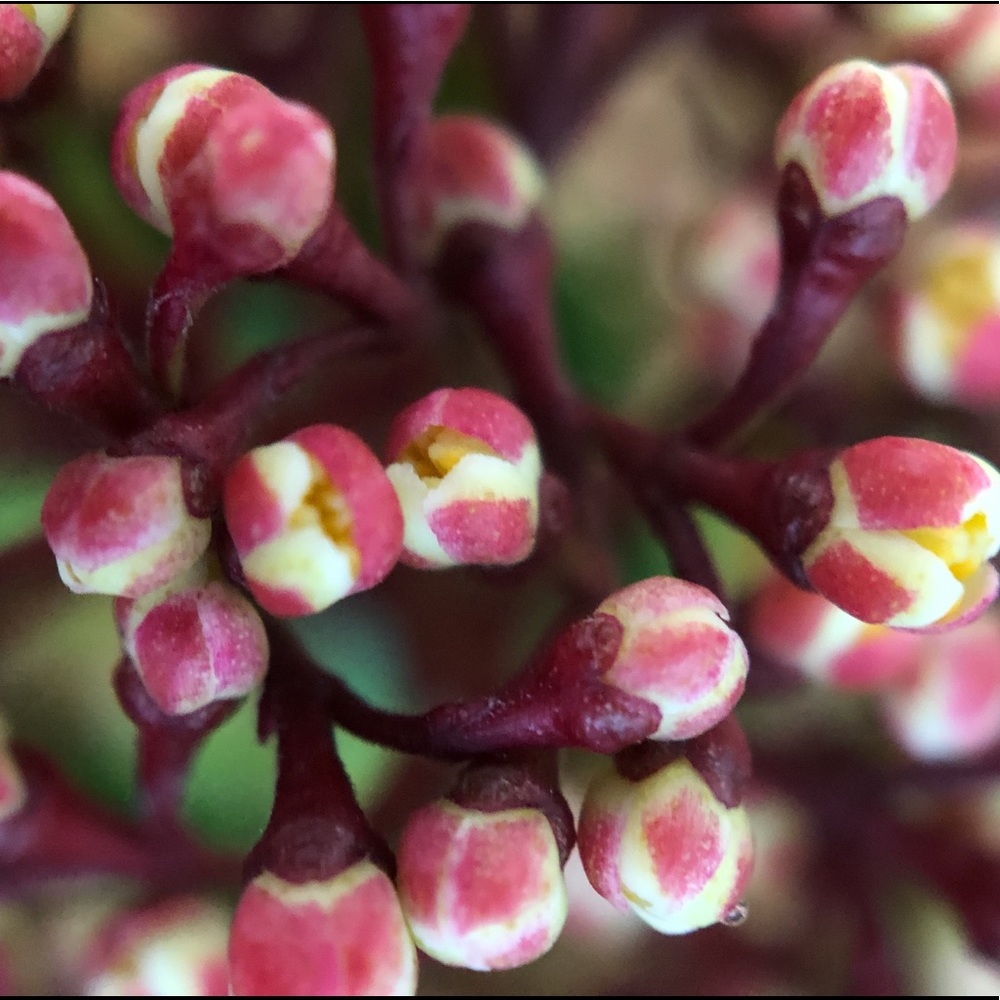 Meet your Posher, Giovanna